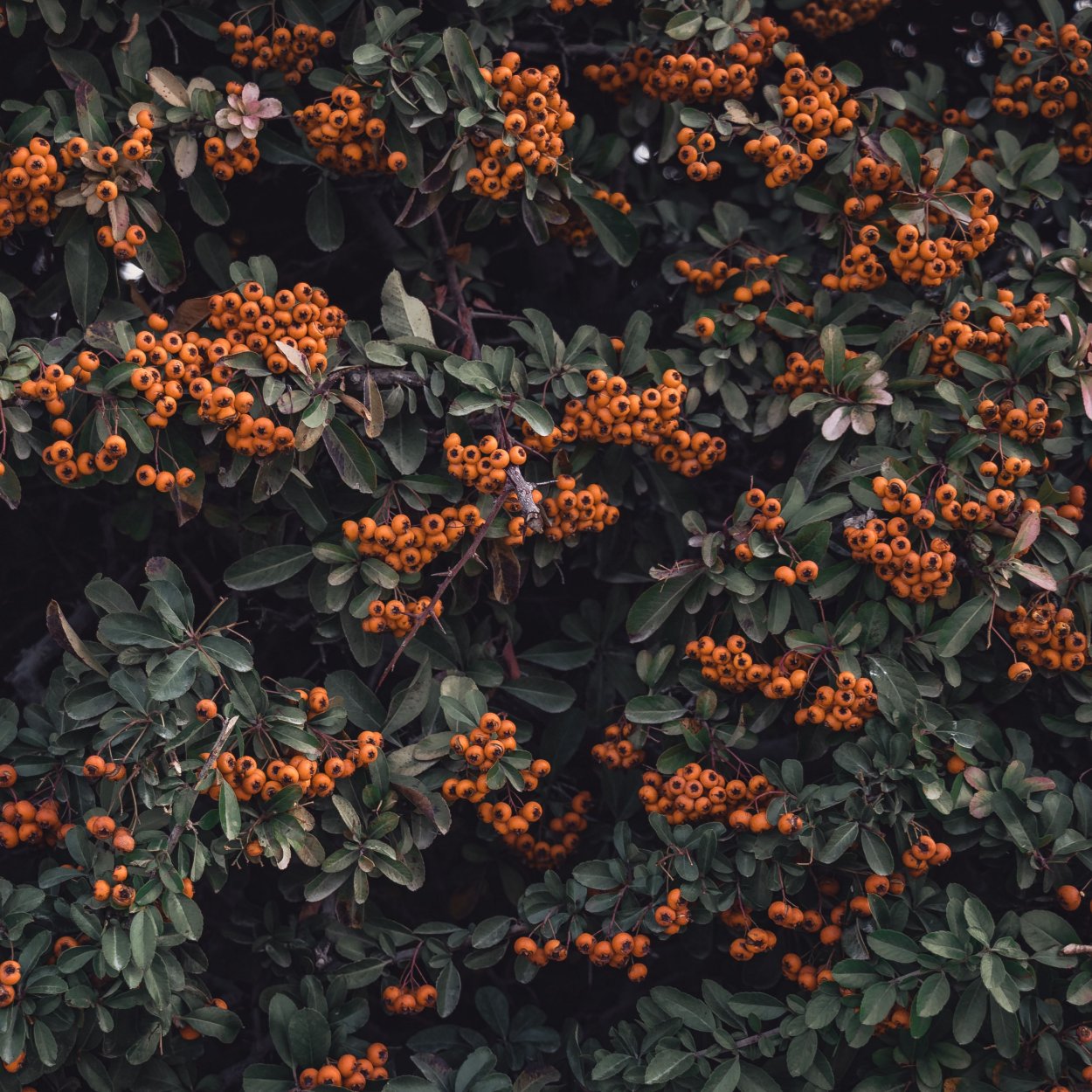 Фоны кустов с ягодами Эстетика