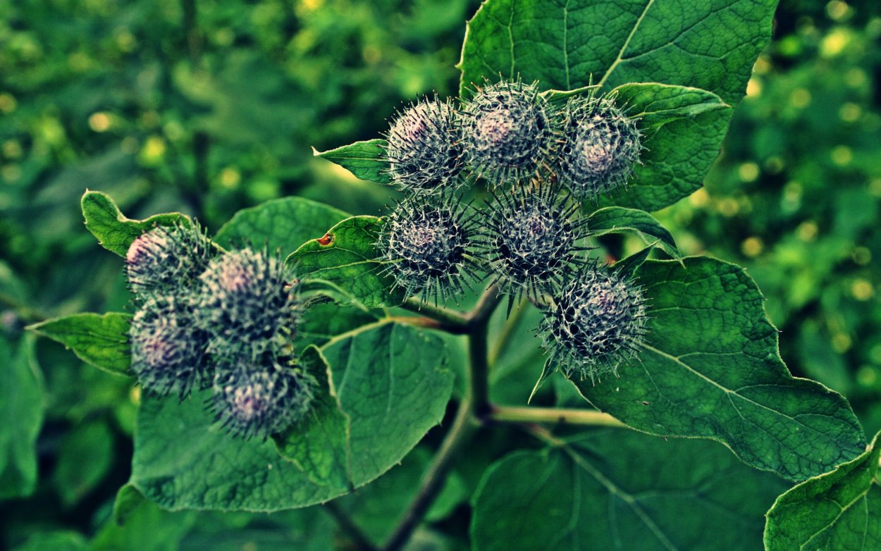 Репейник лекарственное растение