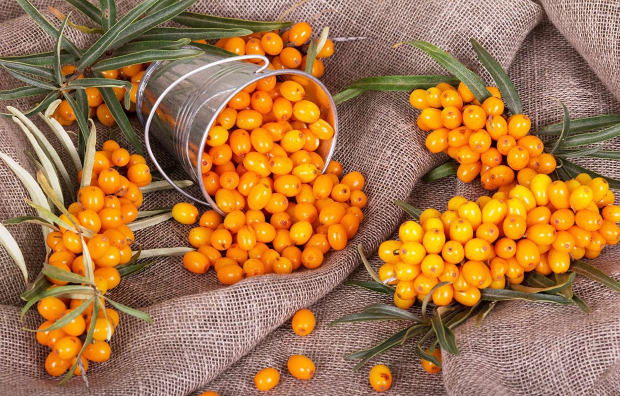 Наран облепиха