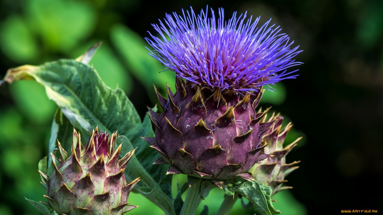 Крапива одуванчик