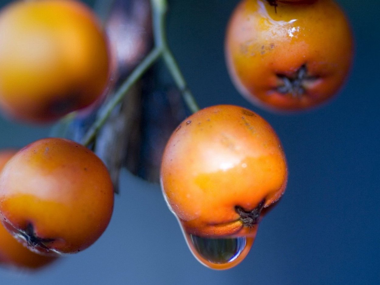 Оранжевая хурма