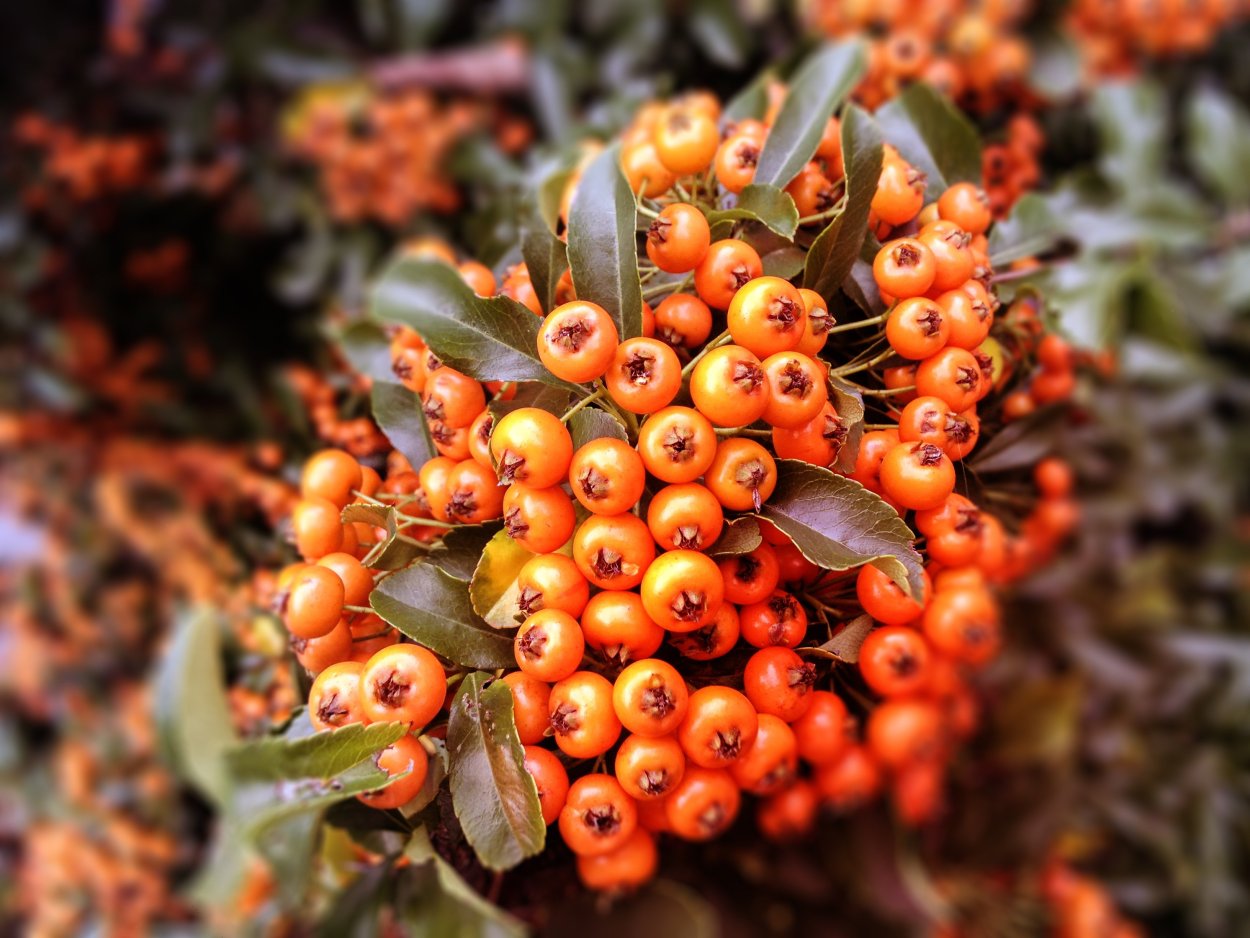 Красные и оранжевые ягоды