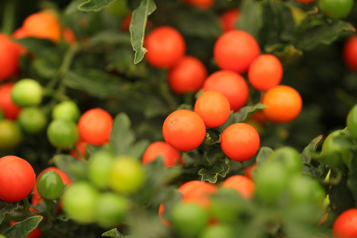 Паслен оранж Берри