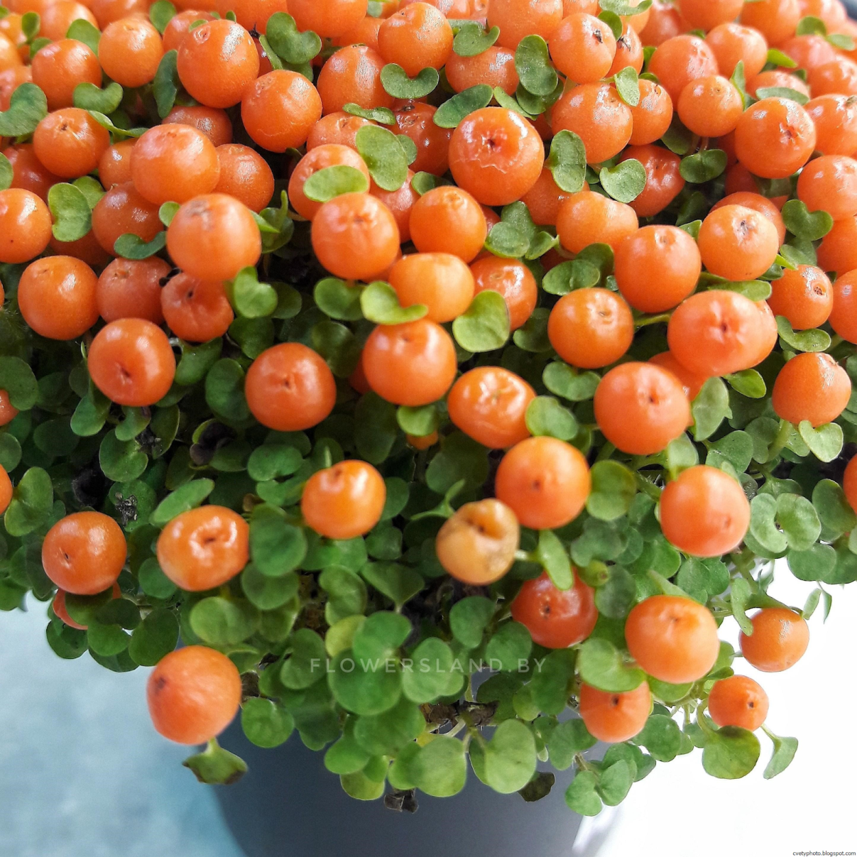 Нертера гранадензис Астрид