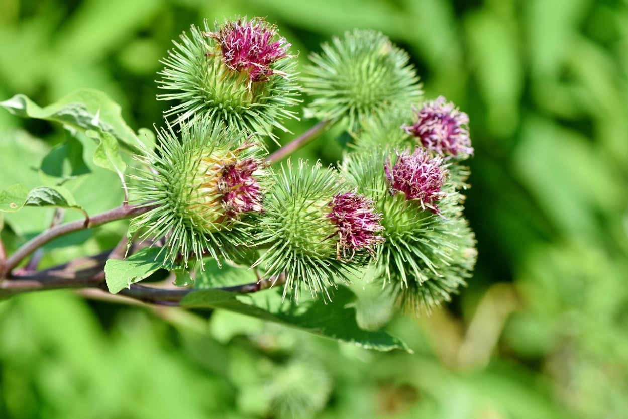 Репейник (Burdock)