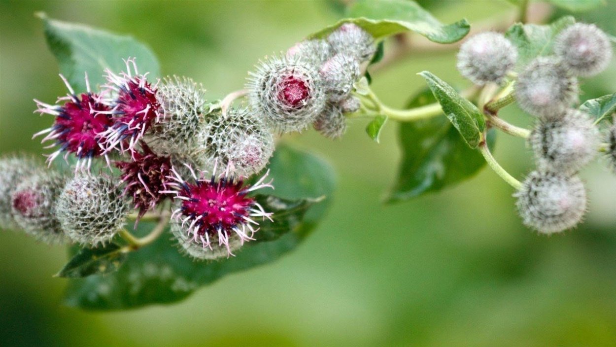 Куст лопуха