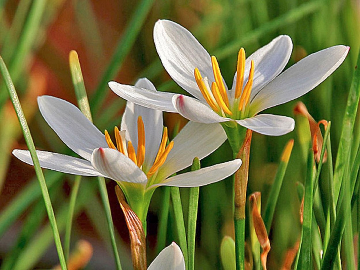 Зефирантес лабуфаузория