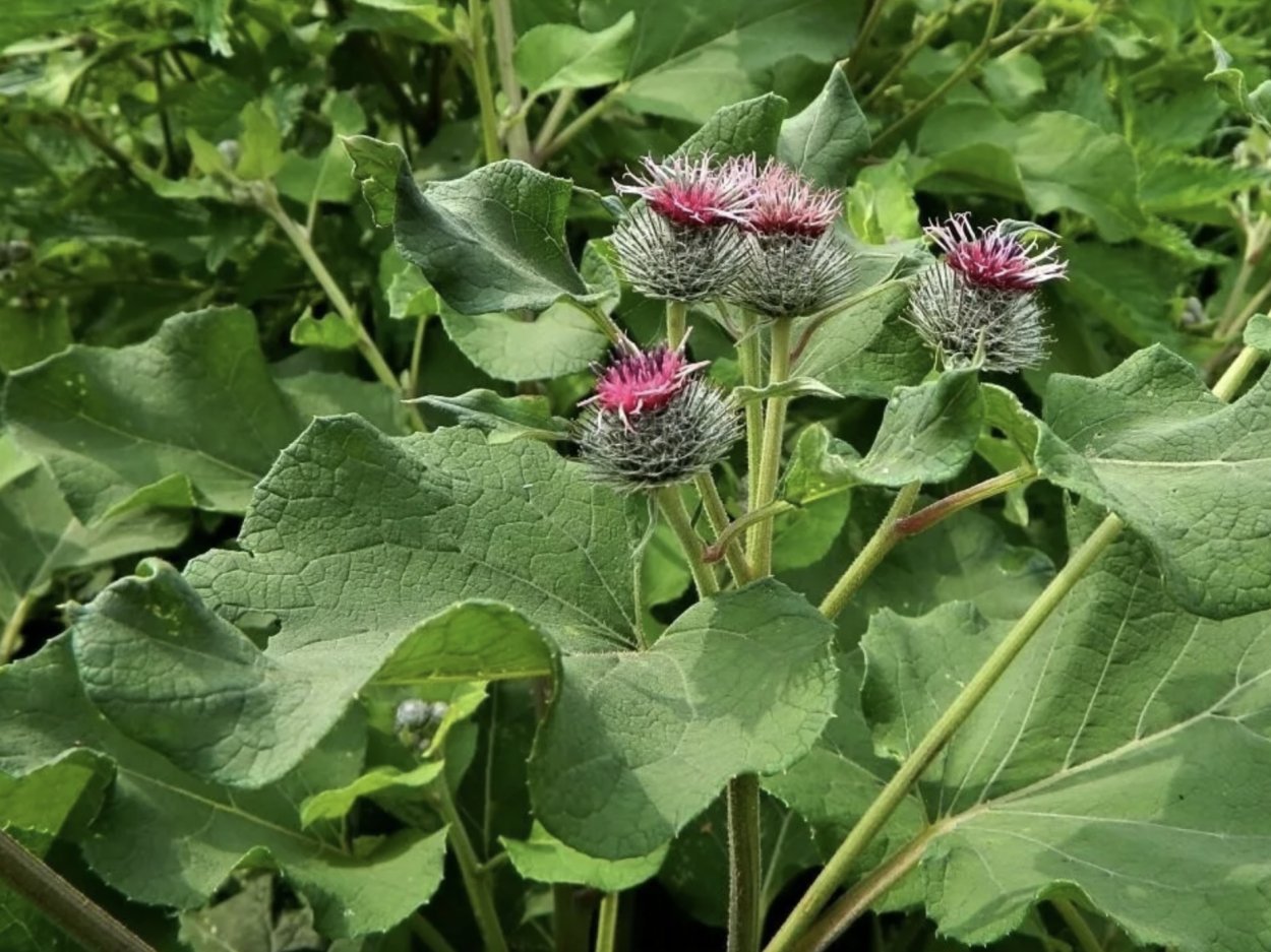 Лопух зеленый