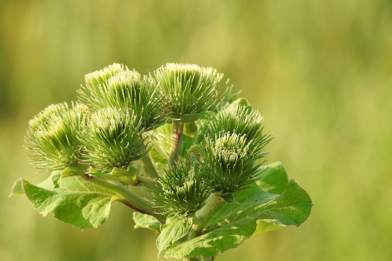 Репейник колючий