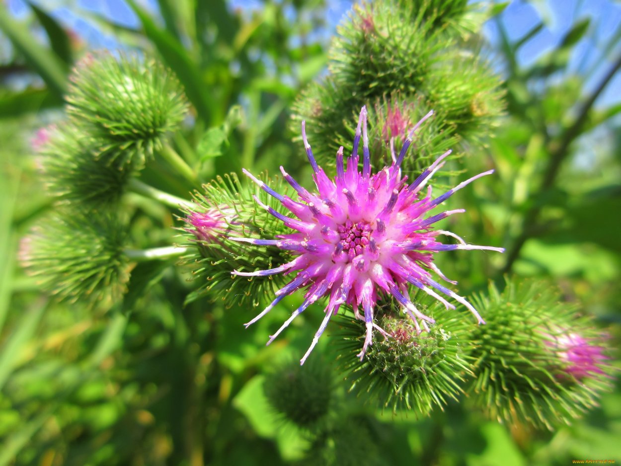 Лопух лекарственное растение