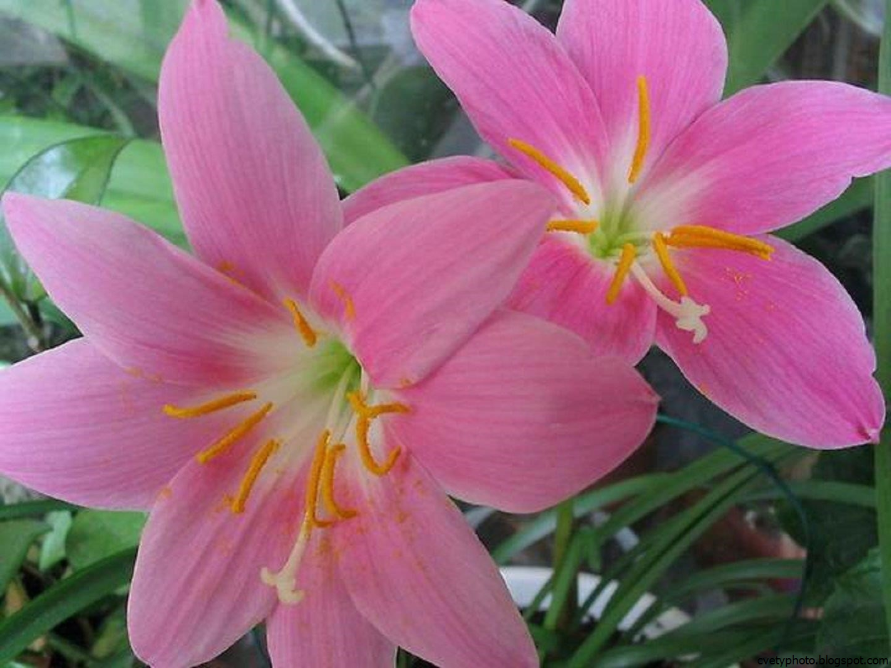 Зефирантес золотистый