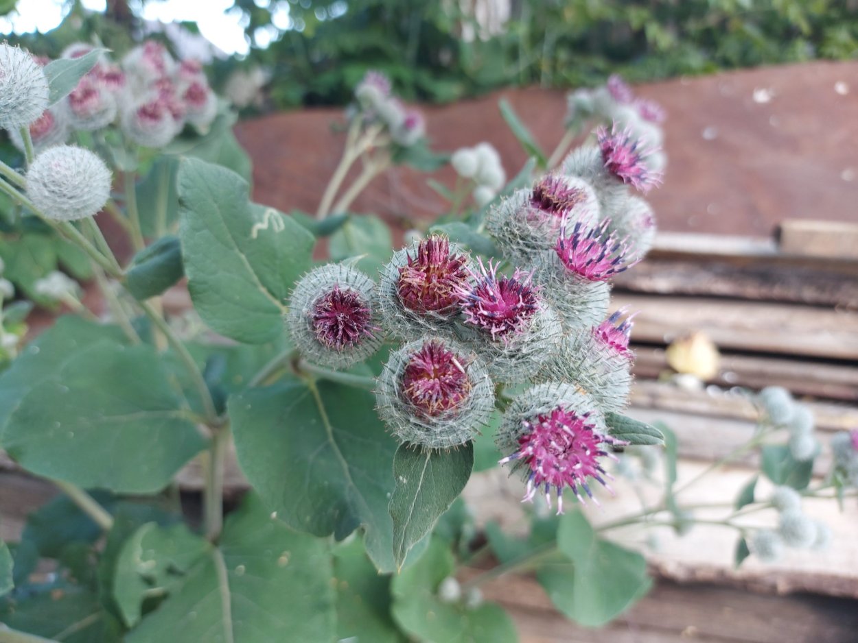 Расторопша Бодяк чертополох