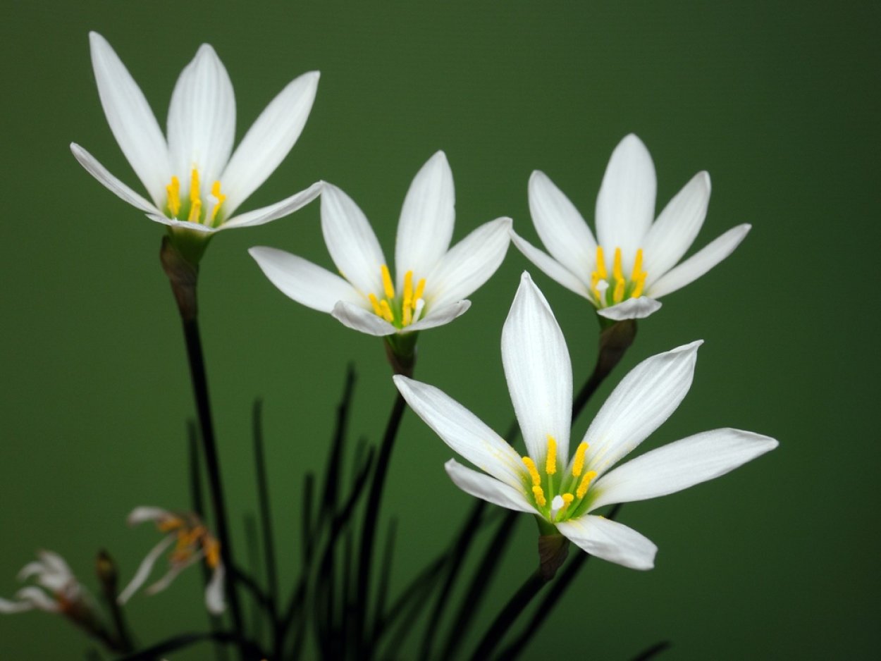 Зефирантес из фоамирана