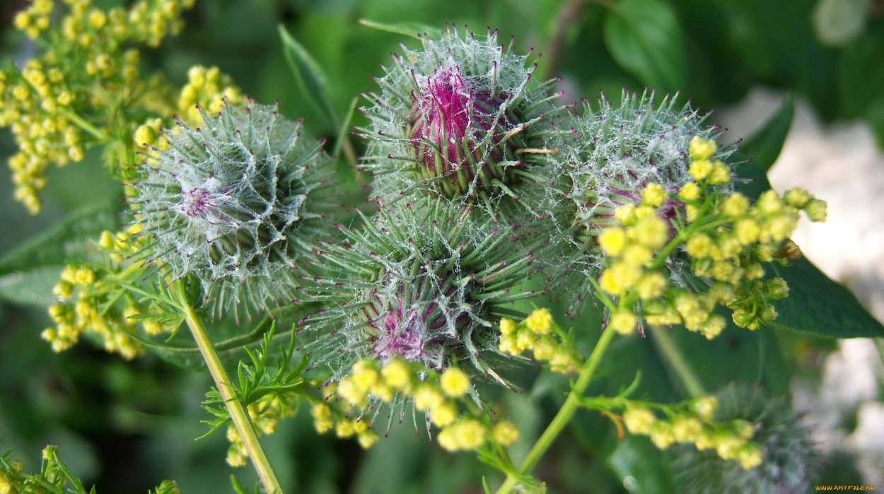 Белокопытник обыкновенный