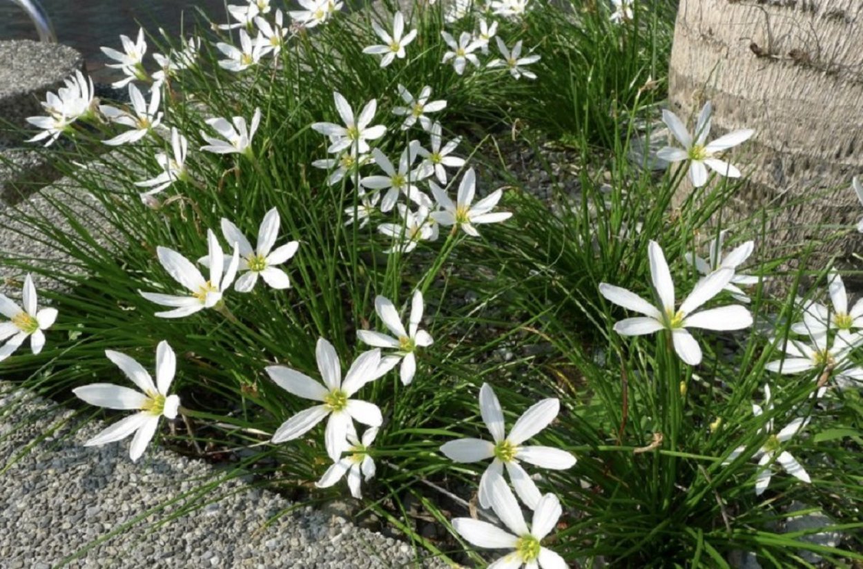 Цветок зефирантес белый