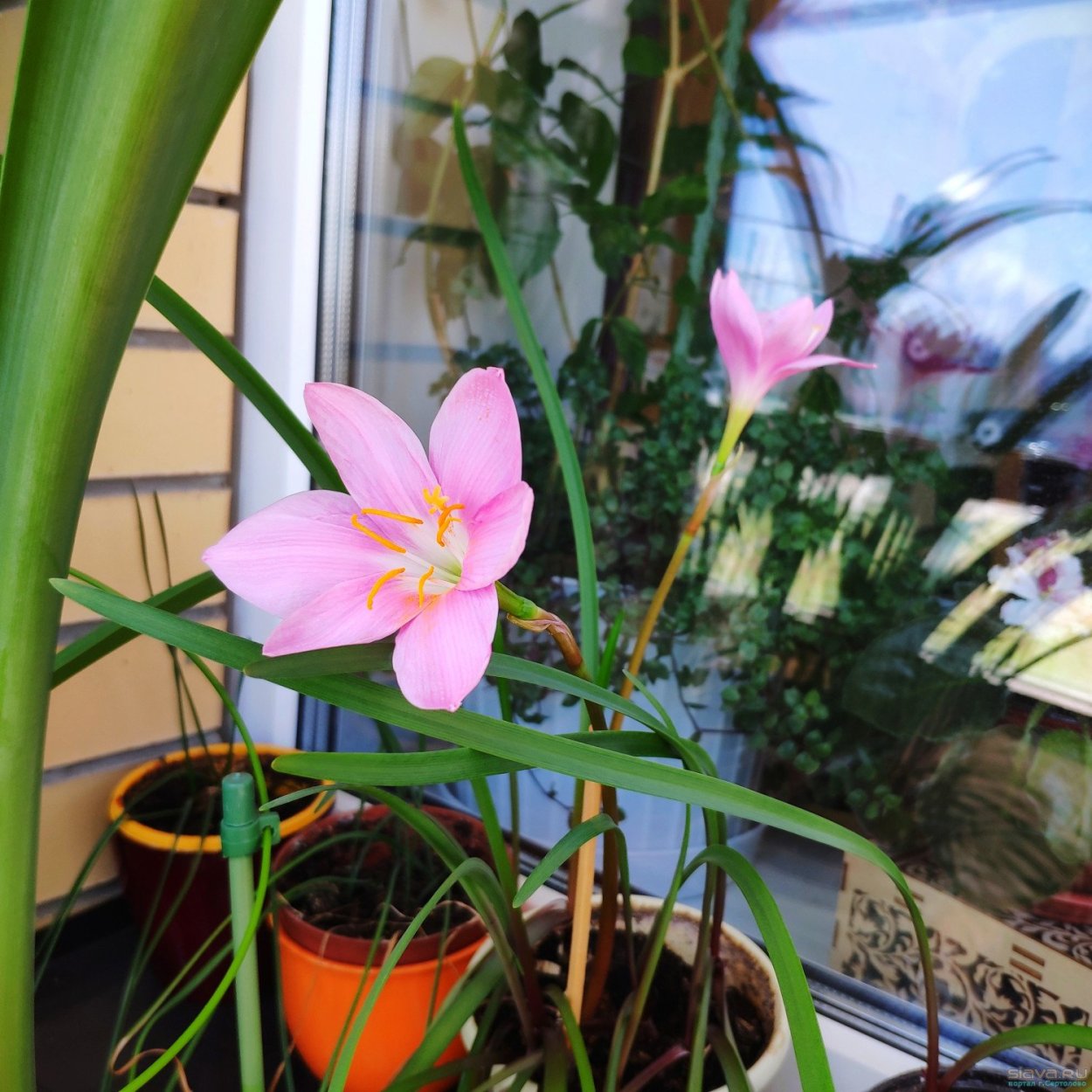 Зефирантес белоснежный луковицы