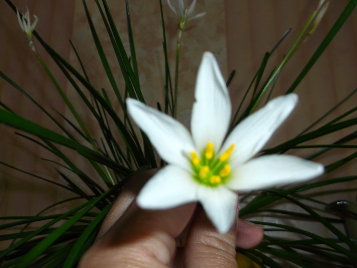 Зефирантес белый многолетник