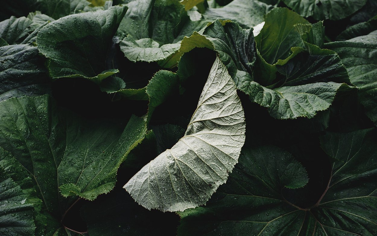 Чертополох и репейник