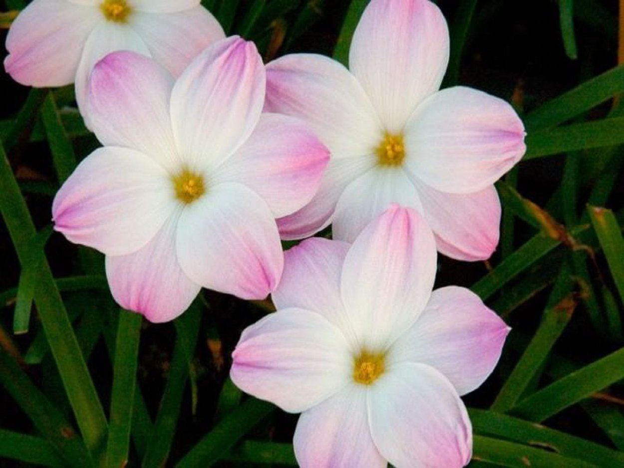 Лилия дождя в горшке