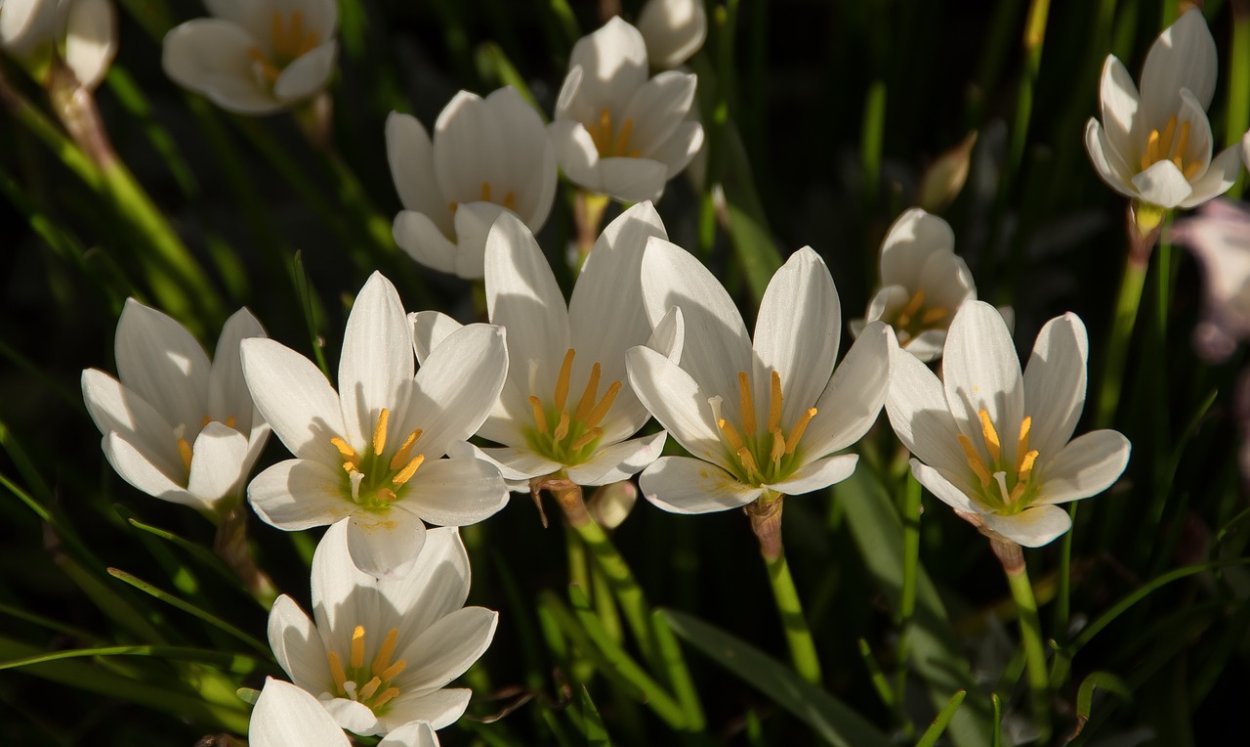 Zephyranthes rosea