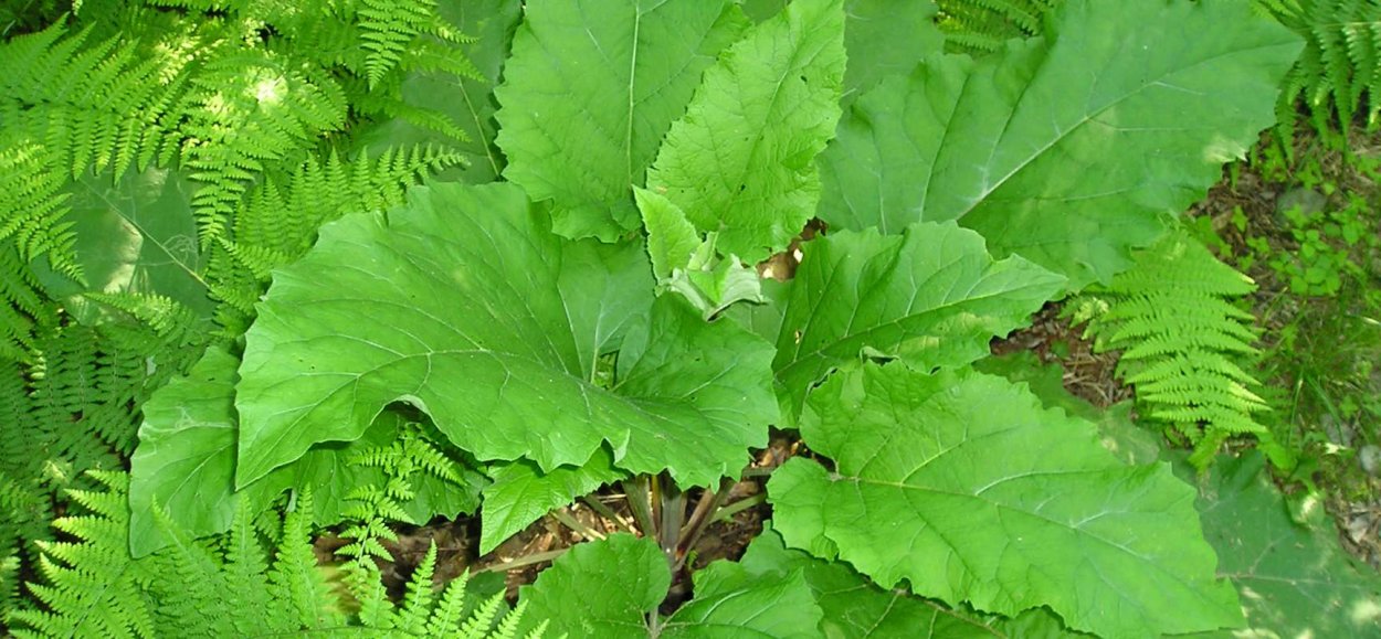 Репейник обыкновенный