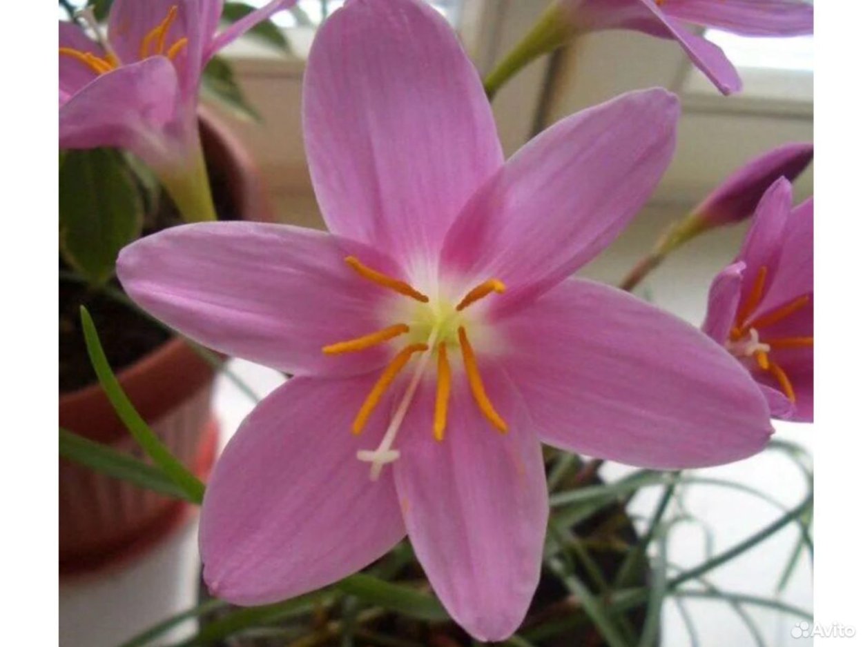 Зефирантес выскочка