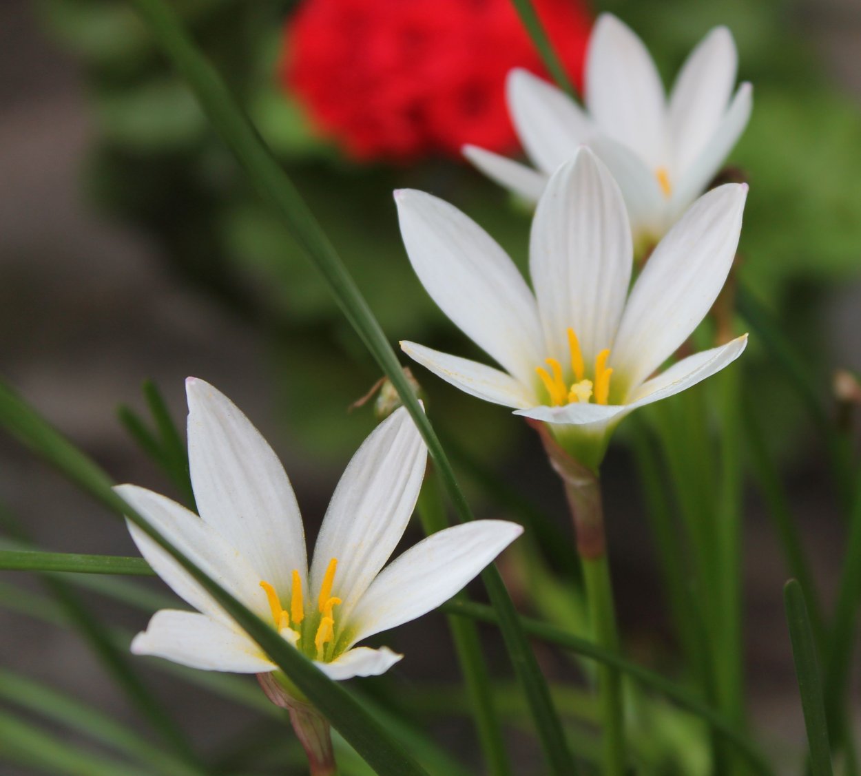 Zephyranthes drummondii