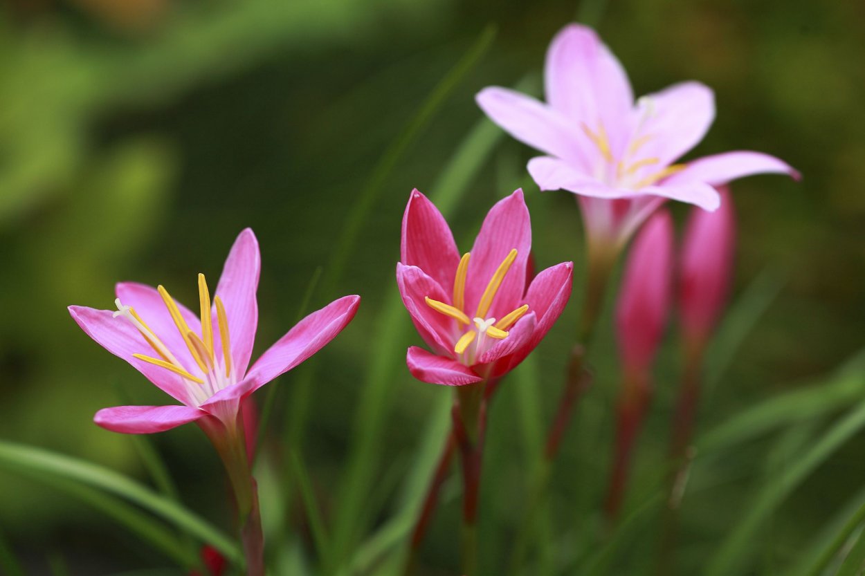 Зефирантес уличный