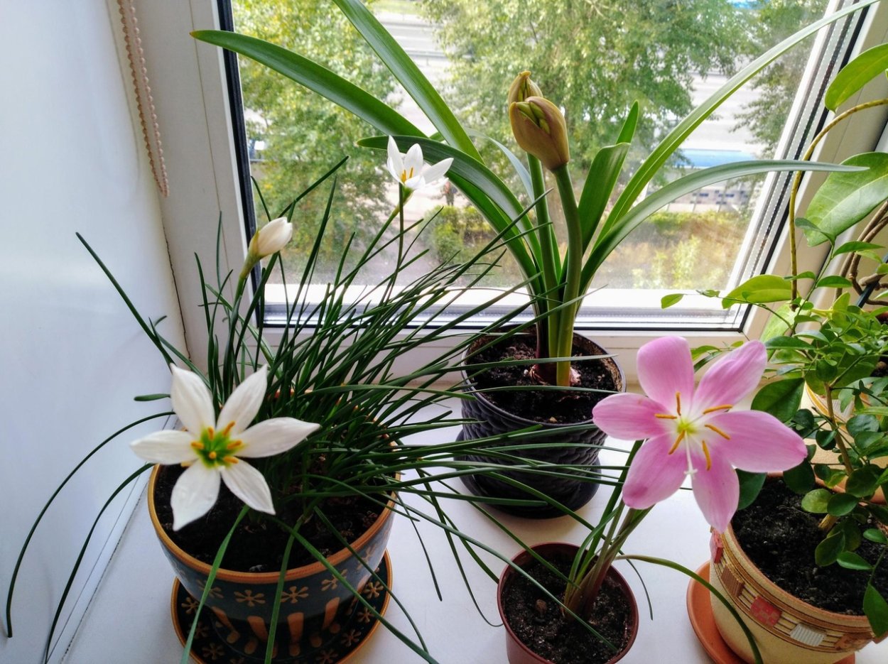 Зефирантес Росток