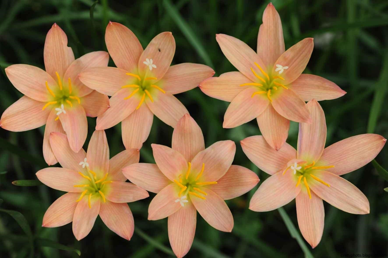 Цветок зефирантес