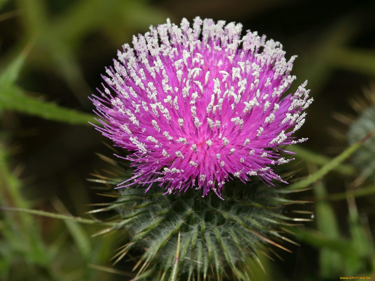 Репей лопух