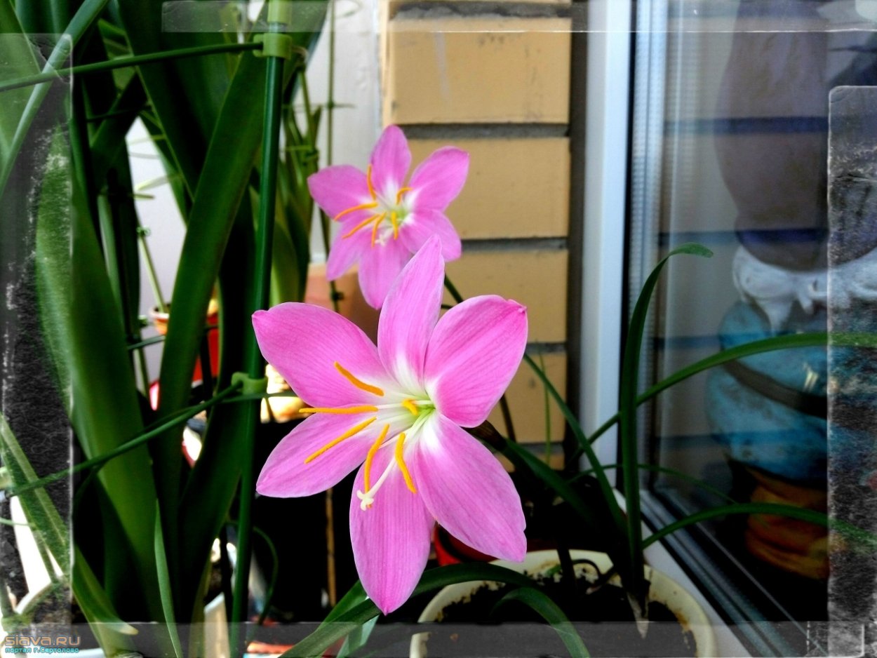 Зефирантес кандида