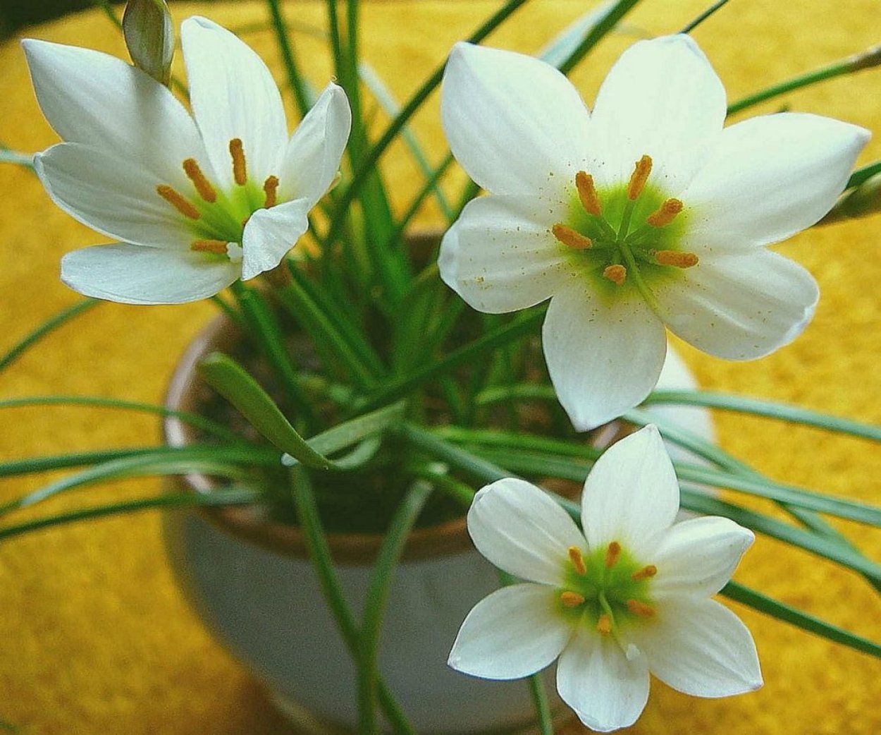 Зефирантес Робустус