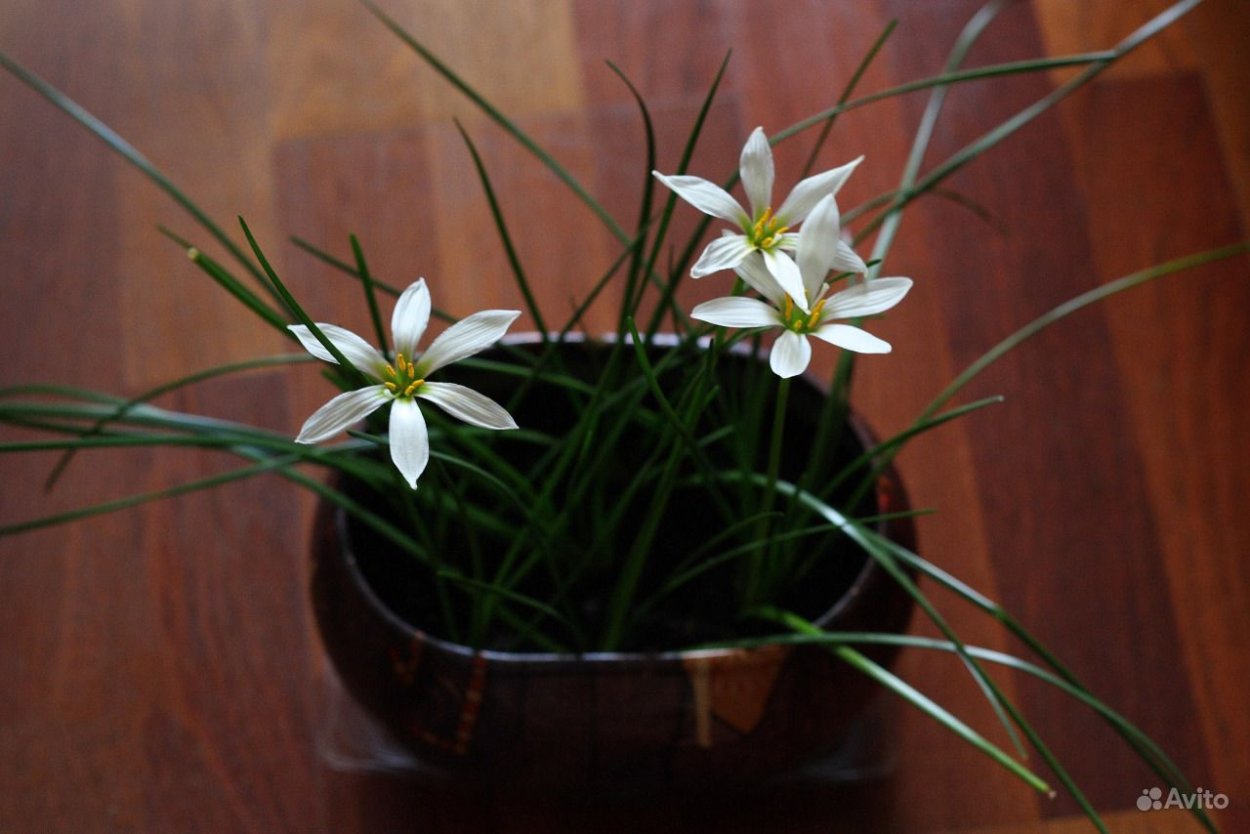 Цветок выскочка название