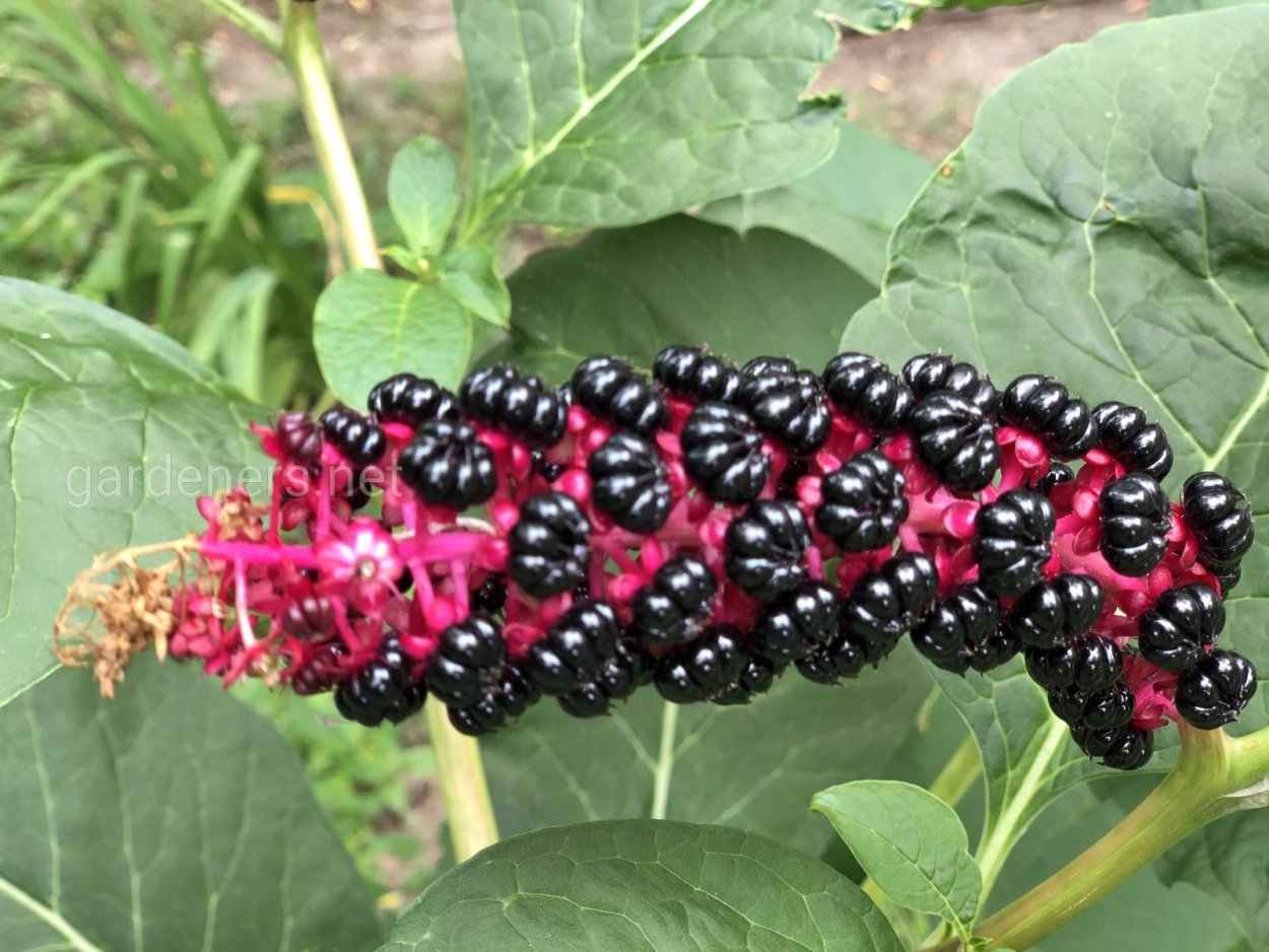 Лаконос американский (Phytolacca Americana)