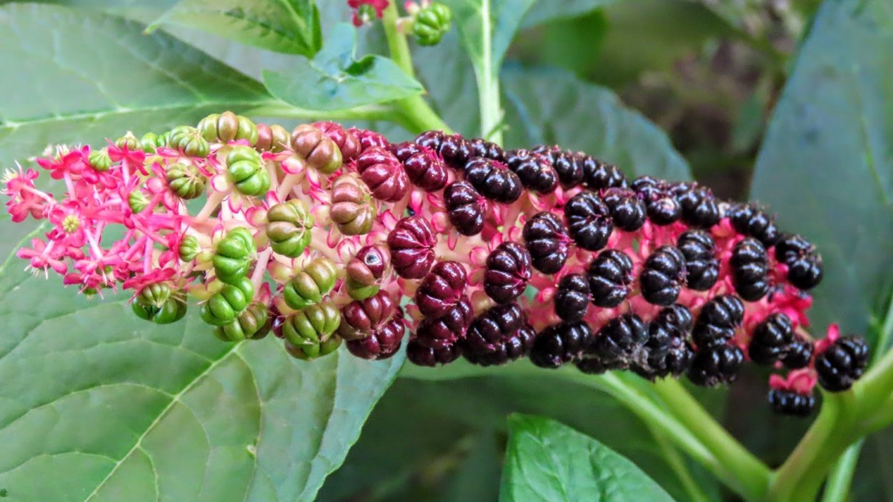Phytolacca Americana