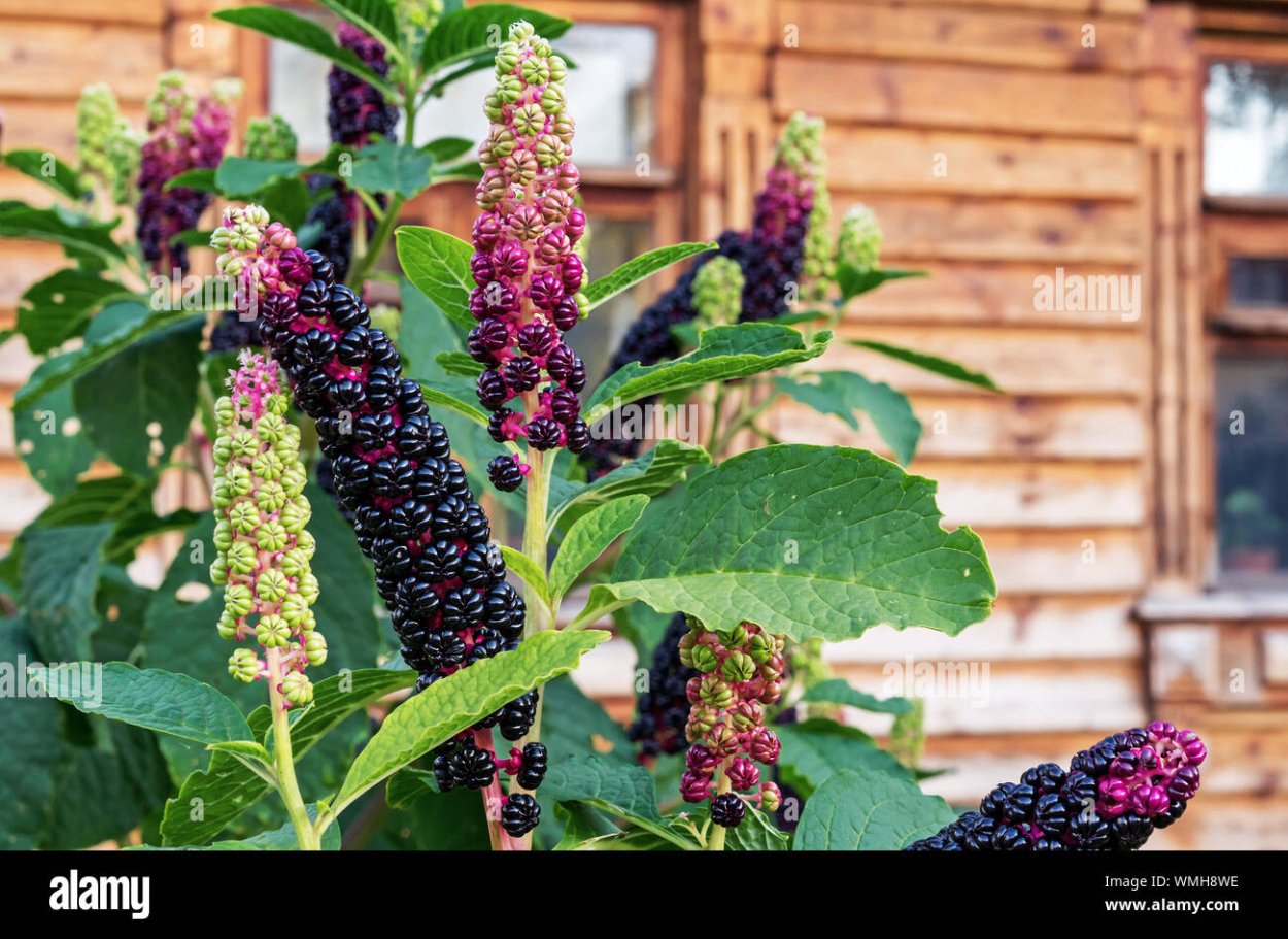 Лаконос американский