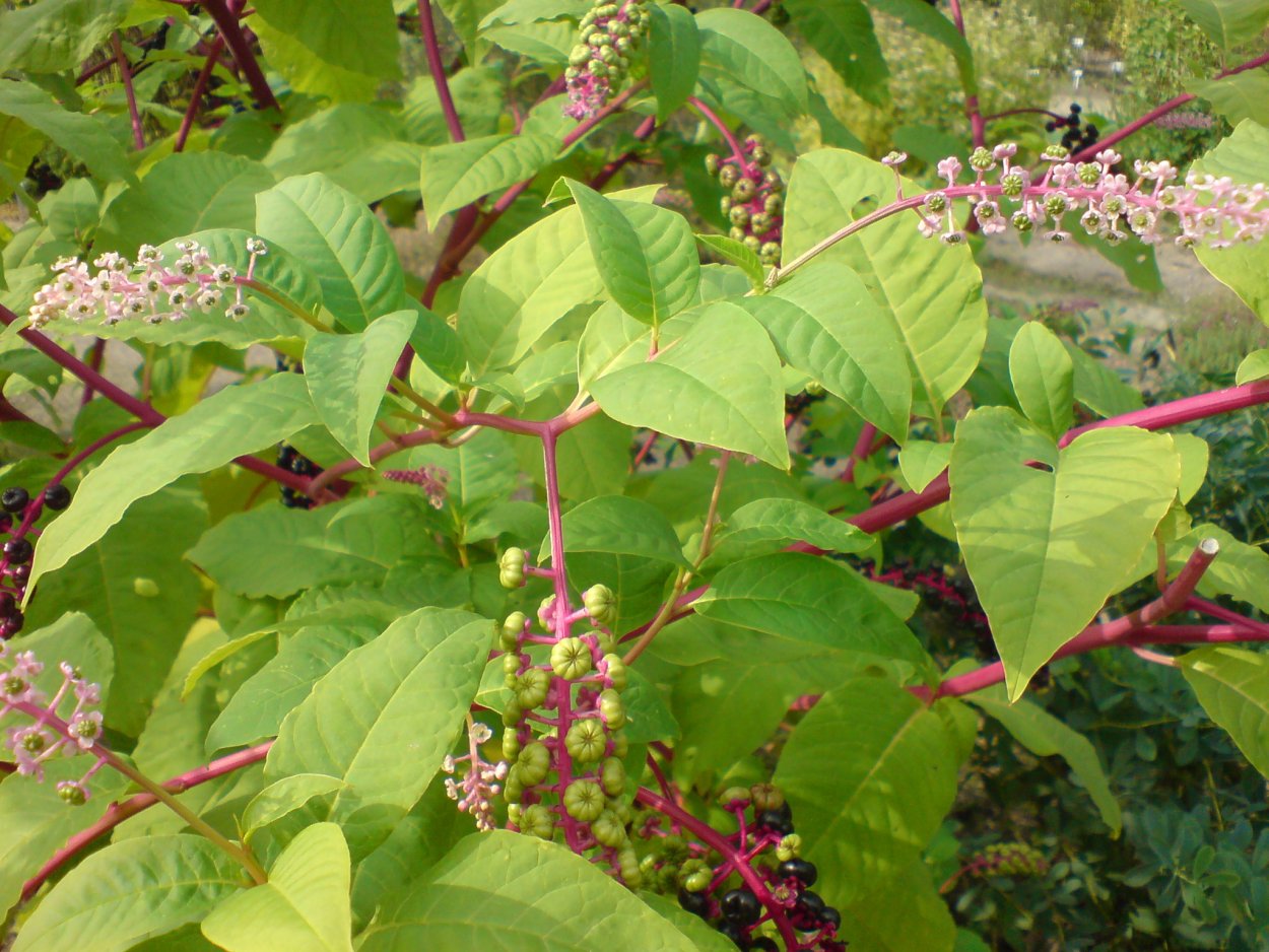 Виды бересклета черными ягодами