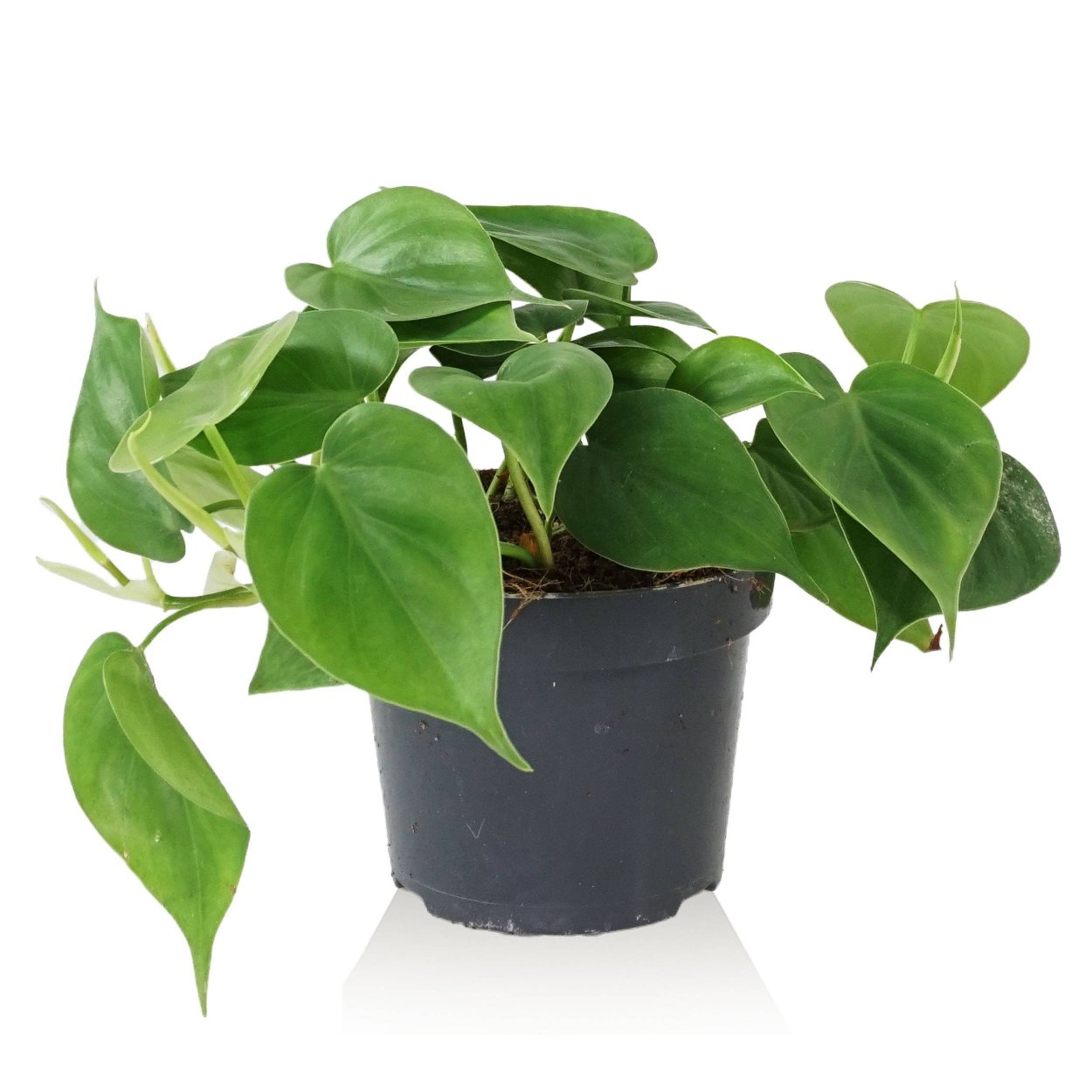 Филодендрон Scandens Micans