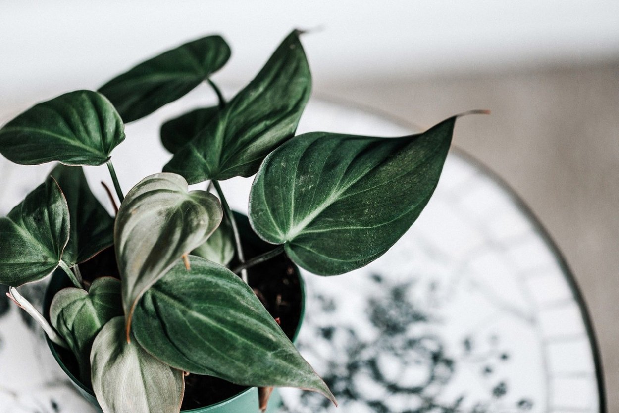 Филодендрон кордатум