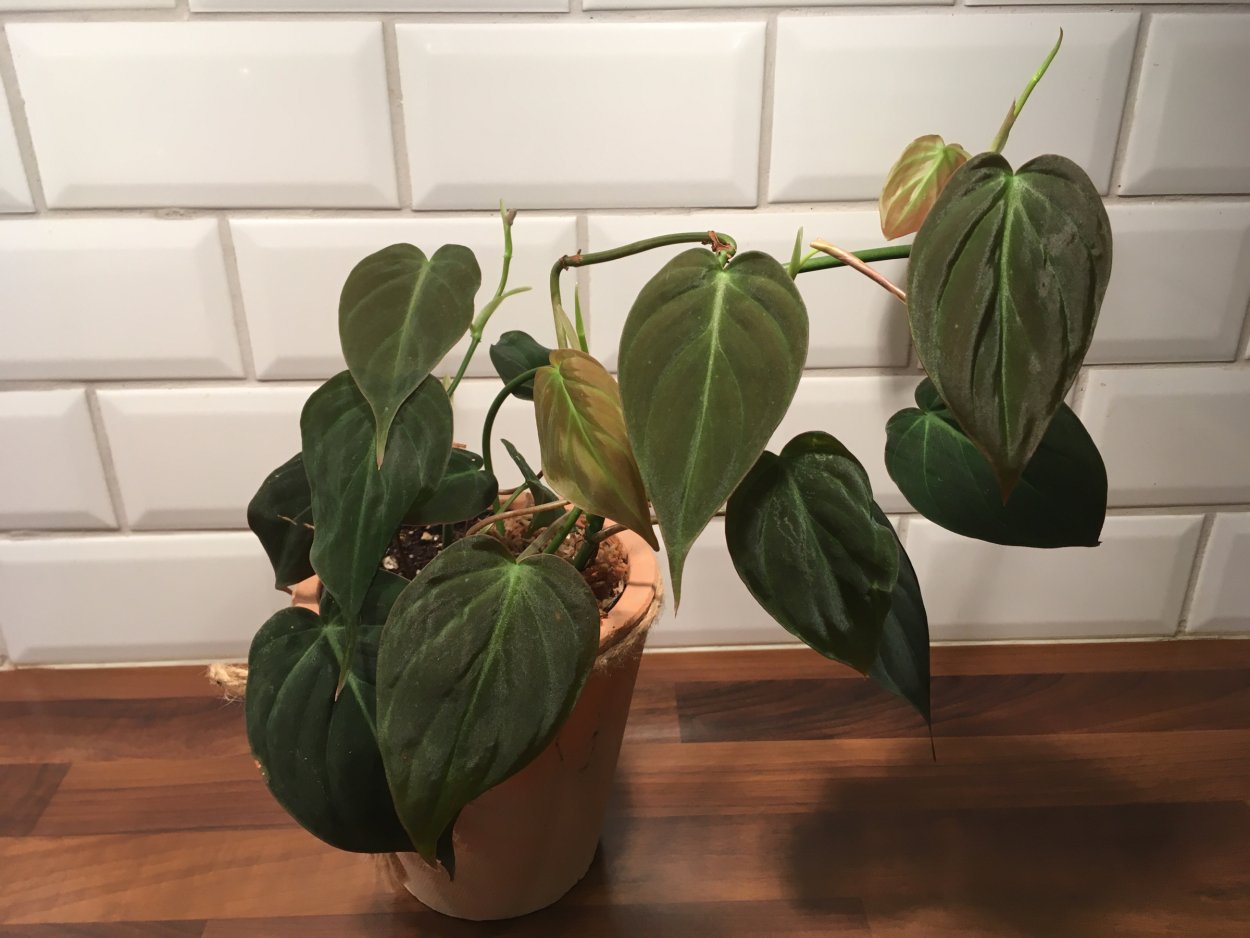 Philodendron Scandens