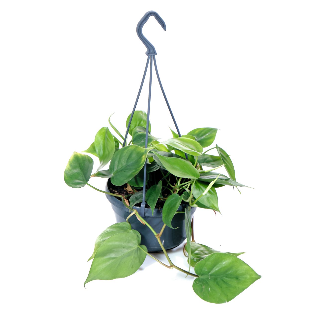 Филодендрон миканс бархатный