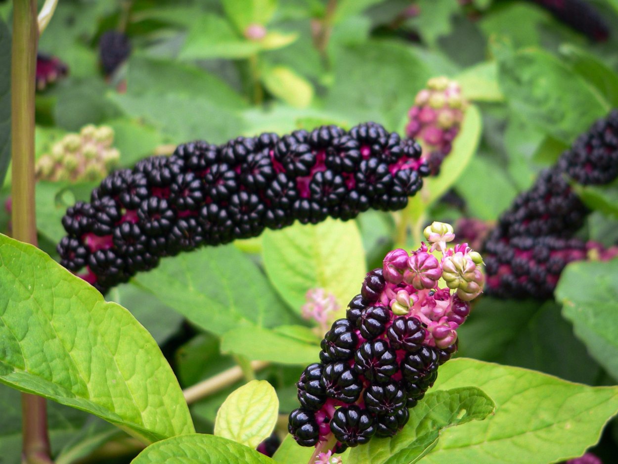 Phytolacca Americana