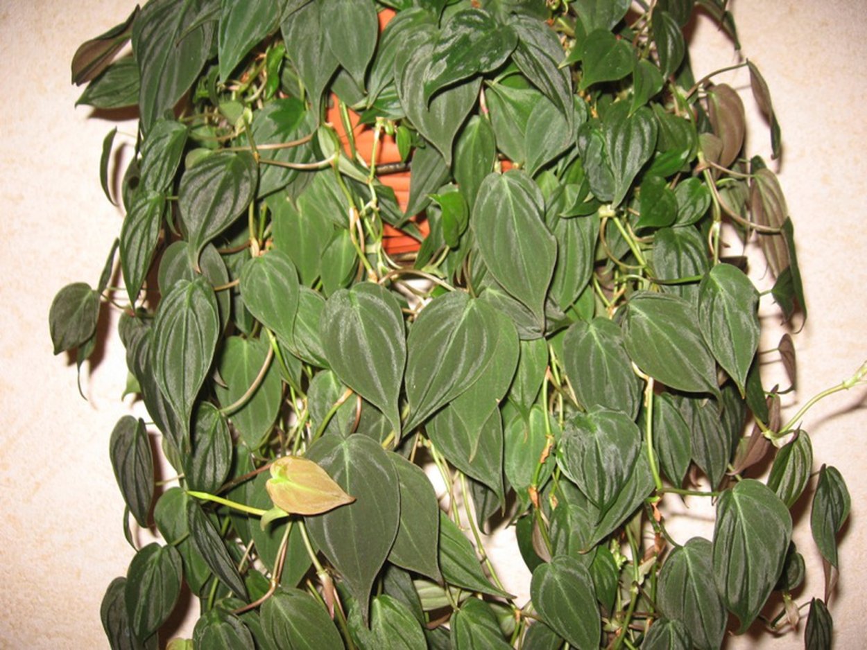 Philodendron Micans