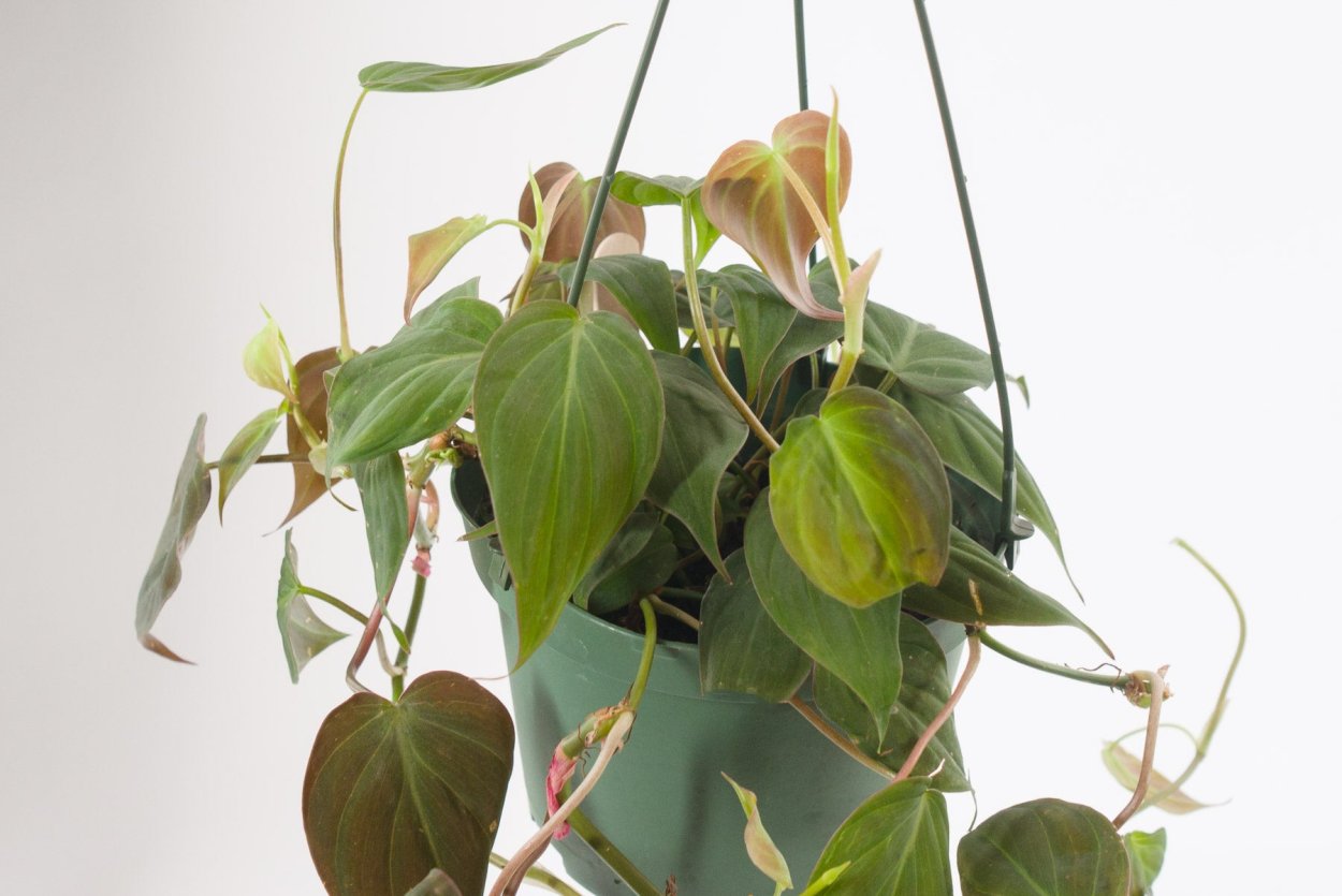 Филодендрон Сканденс Бразил