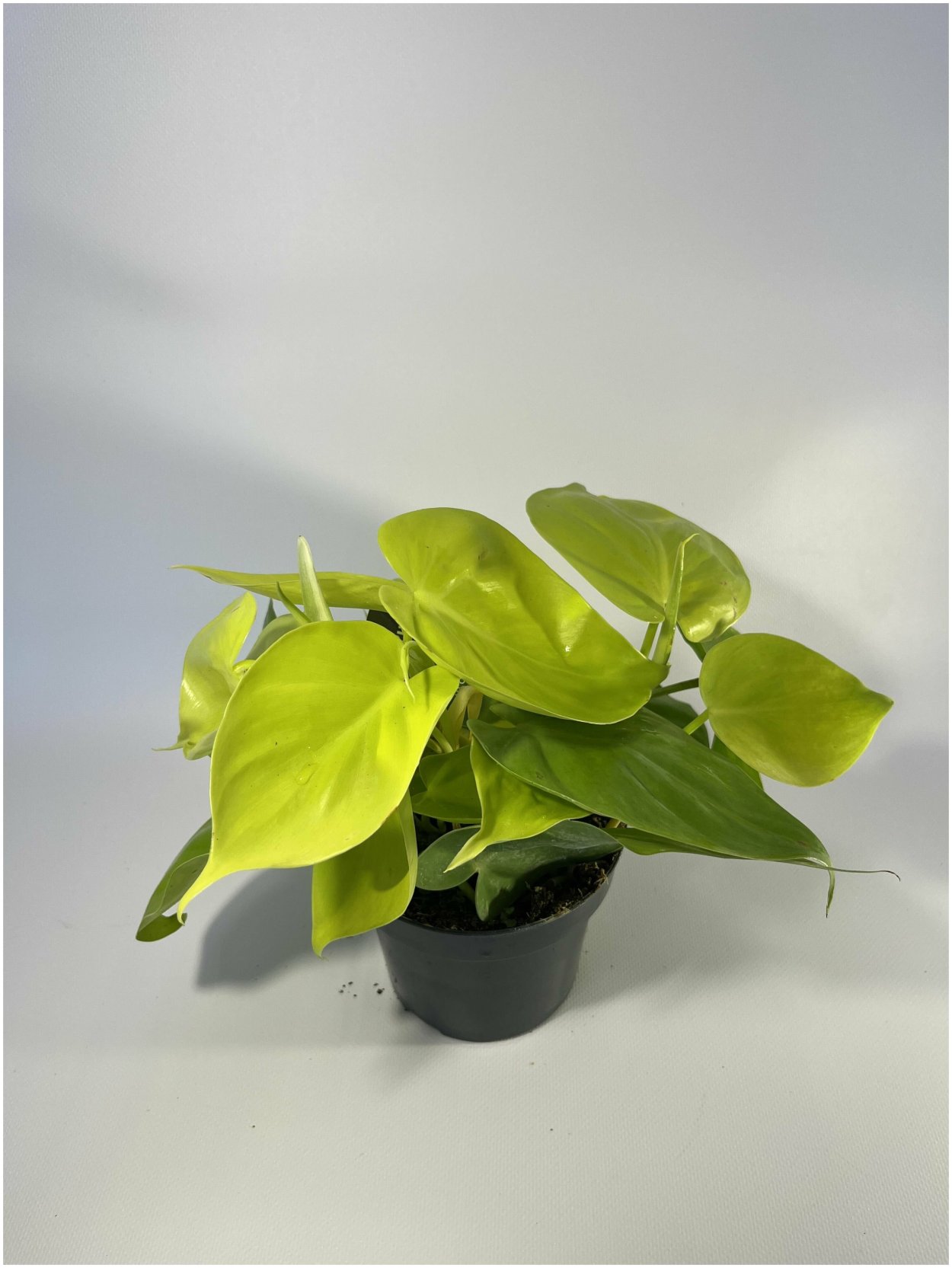 Филодендрон melanochrysum