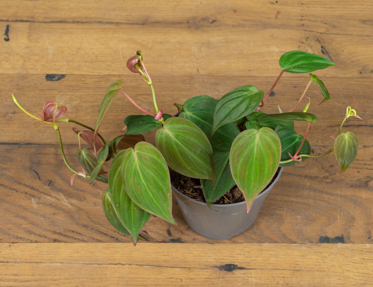 Филодендрон Scandens Micans