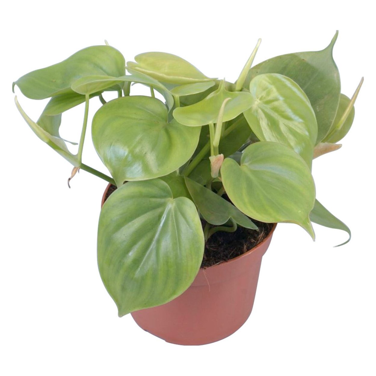 Филодендрон Бразил