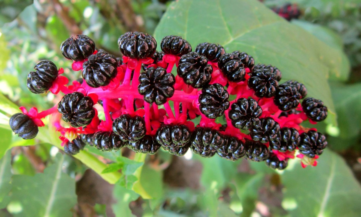 Phytolacca (лаконос американский)