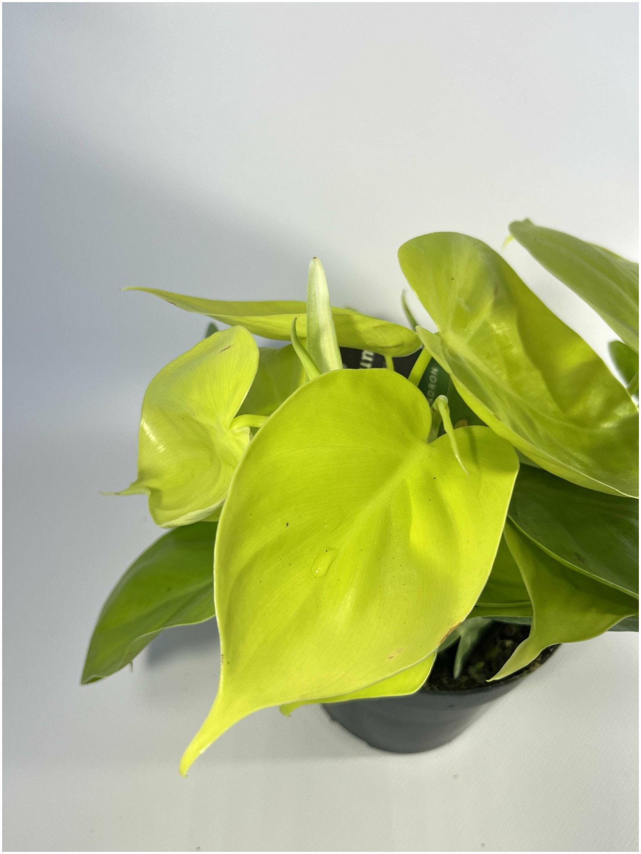 Филодендрон Сканденс Микас